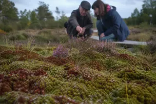 Low angle view of a mossy peat bog, with two people quietly observing heather in gentle afternoon light, one pointing out details, both partially visible and not posing.